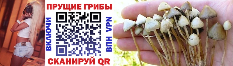 Галлюциногенные грибы MAGIC MUSHROOMS  Котельнич 